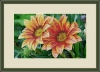 Galla Collection  323    