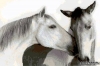 Гобелен Классик 1119 Набор для вышивания Черно-белые лошади