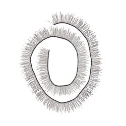 HobbyBe EYL-1      200  x 5 ,   -    