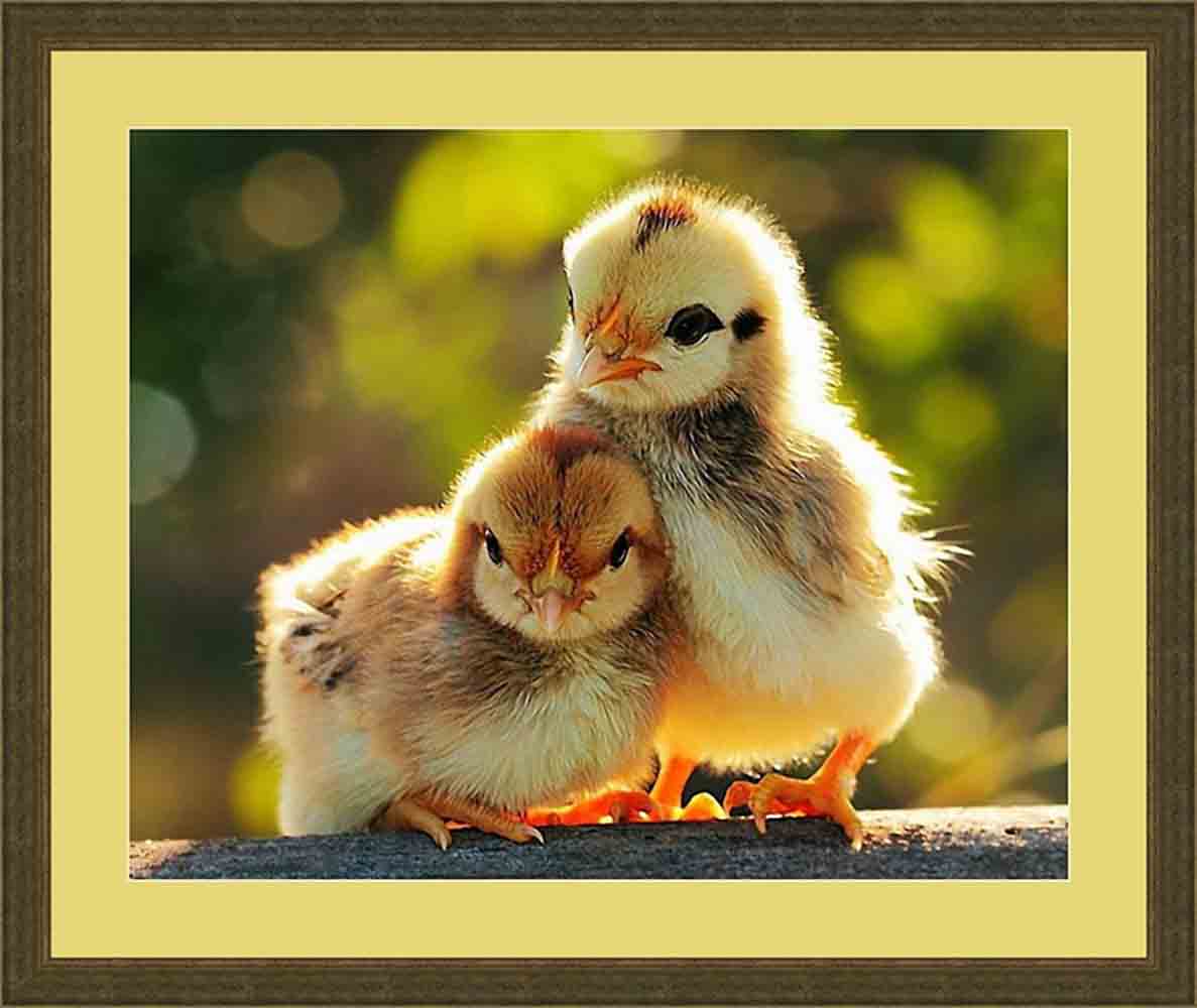 Galla Collection � 406 ����� ��� ��������� �������